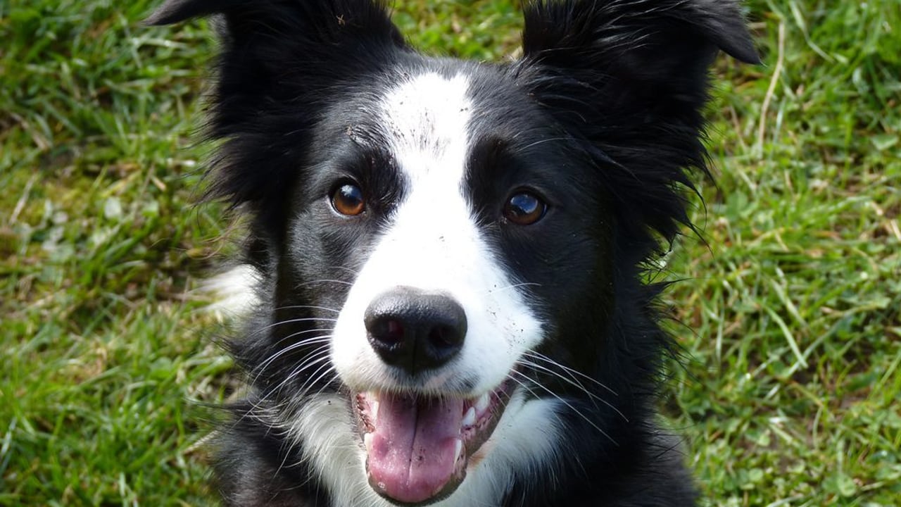 Irish National Sheep Dog Trials on this week