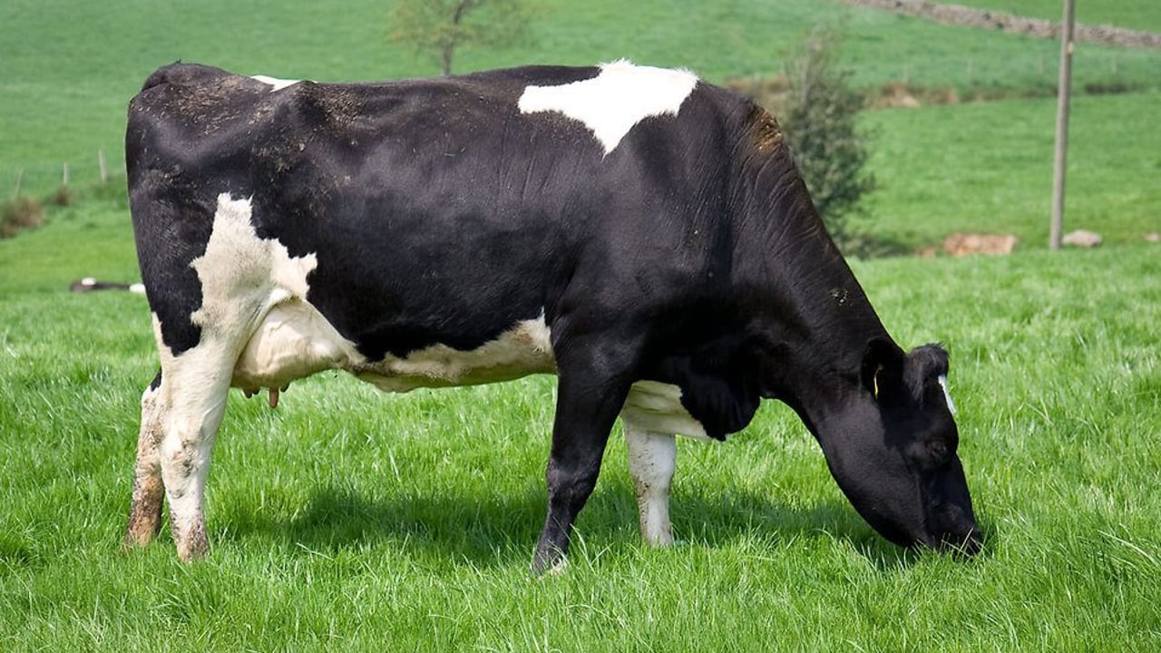 Sustainable dairy open day to kick off in Kildalton tomorrow