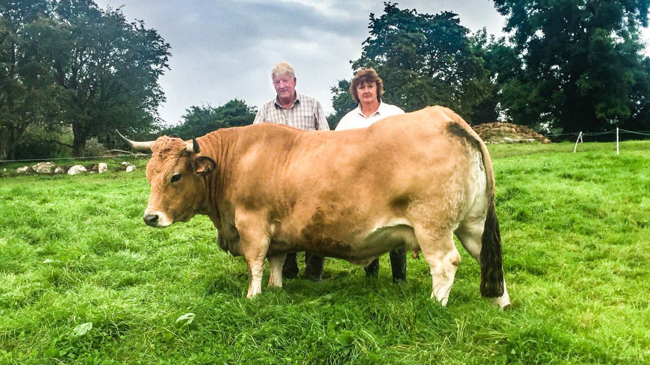 Finding that 'one in a million' cow at Europe's largest livestock show