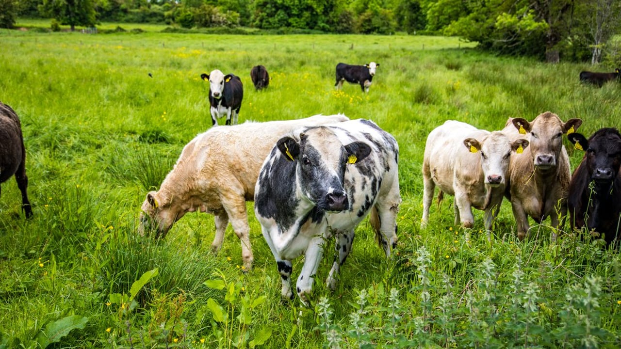 Supply update: Strong cattle numbers likely for the foreseeable future