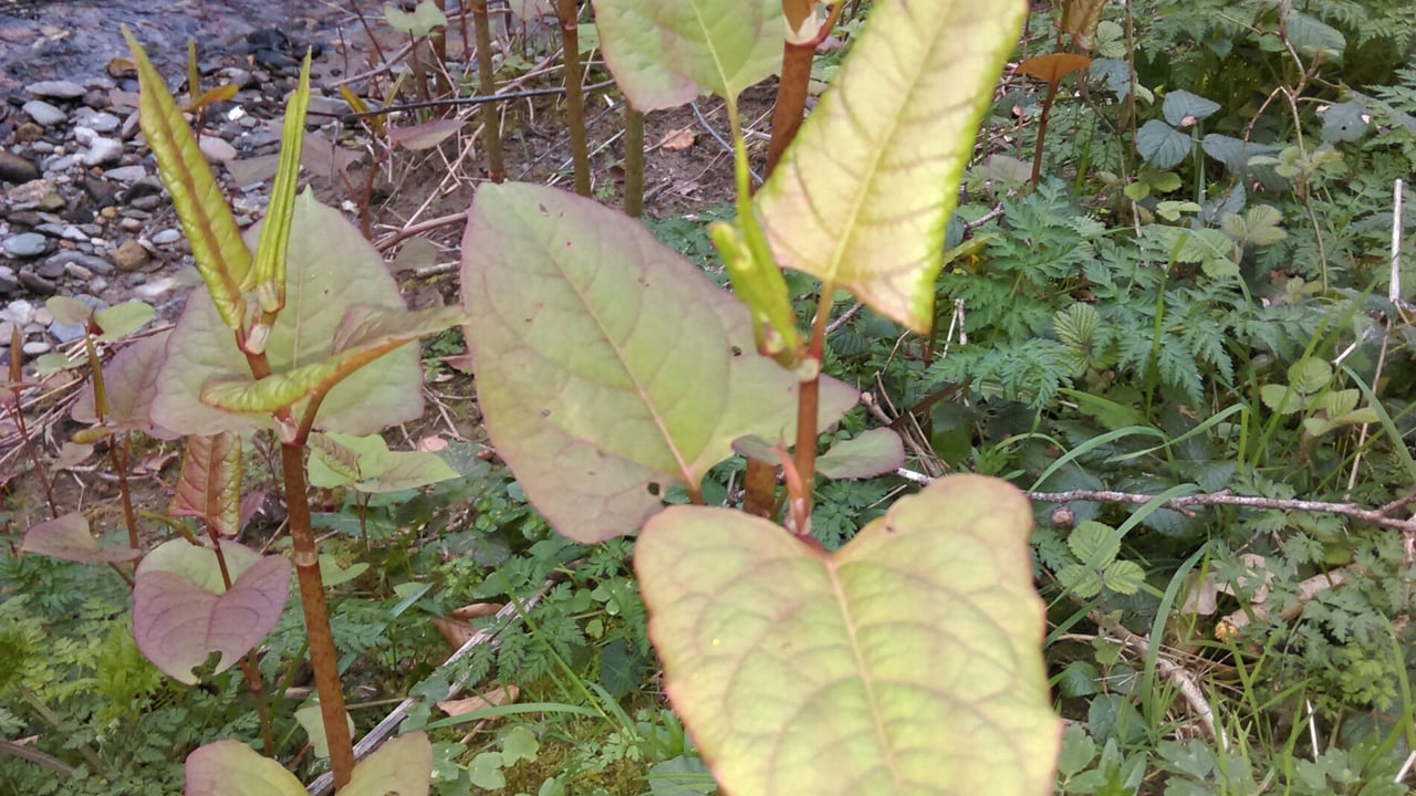 Research: Prevention measures for invasive species could save 'trillions'