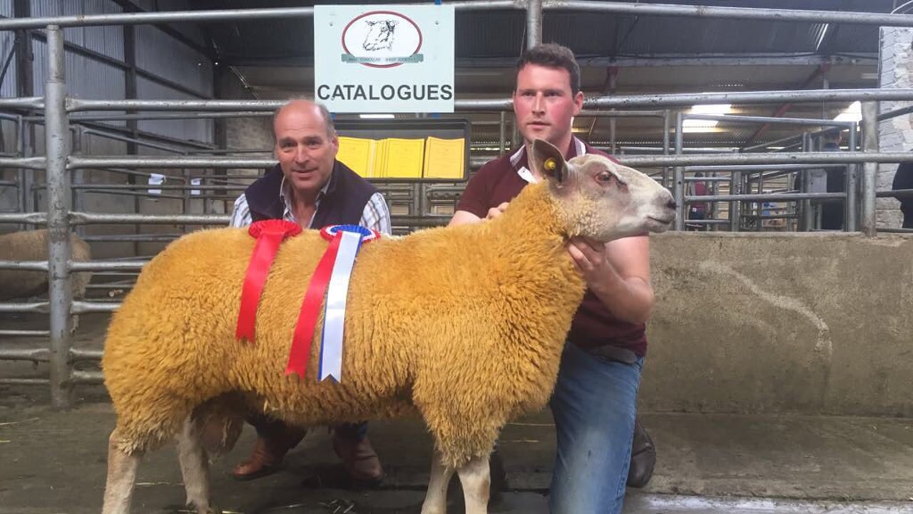 Prize-winning ram lamb hot on heels of Late Late Show star