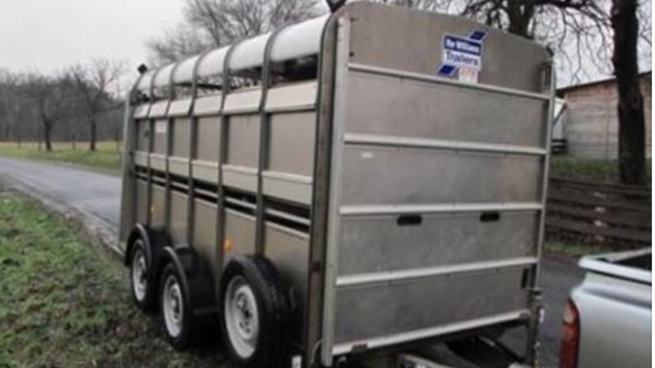Video: Cattle attempt 'great escape' from trailer