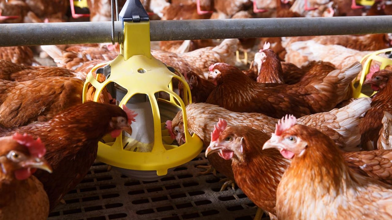 MSD Animal Health launches innovative new Poultry Red Mite treatment