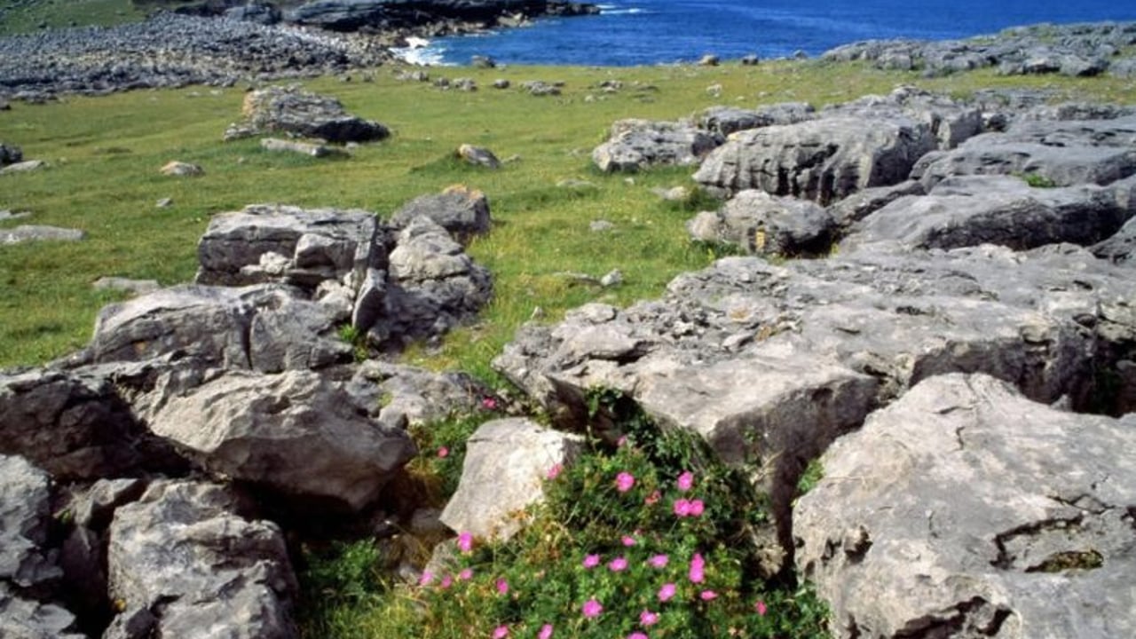 Nature organisation blames CAP for 'biodiversity decline'