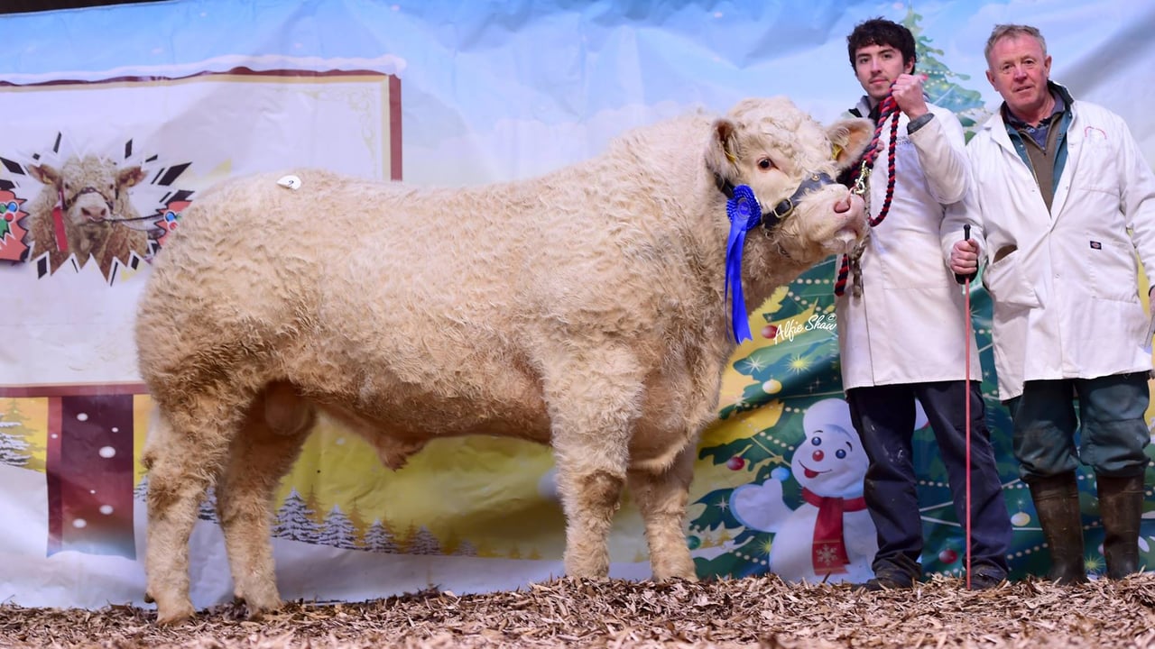Ronan and Thomas McGowan showing 'Cloonshanna Leo' prizewinner at the Charolais Christmas Cracker 2016