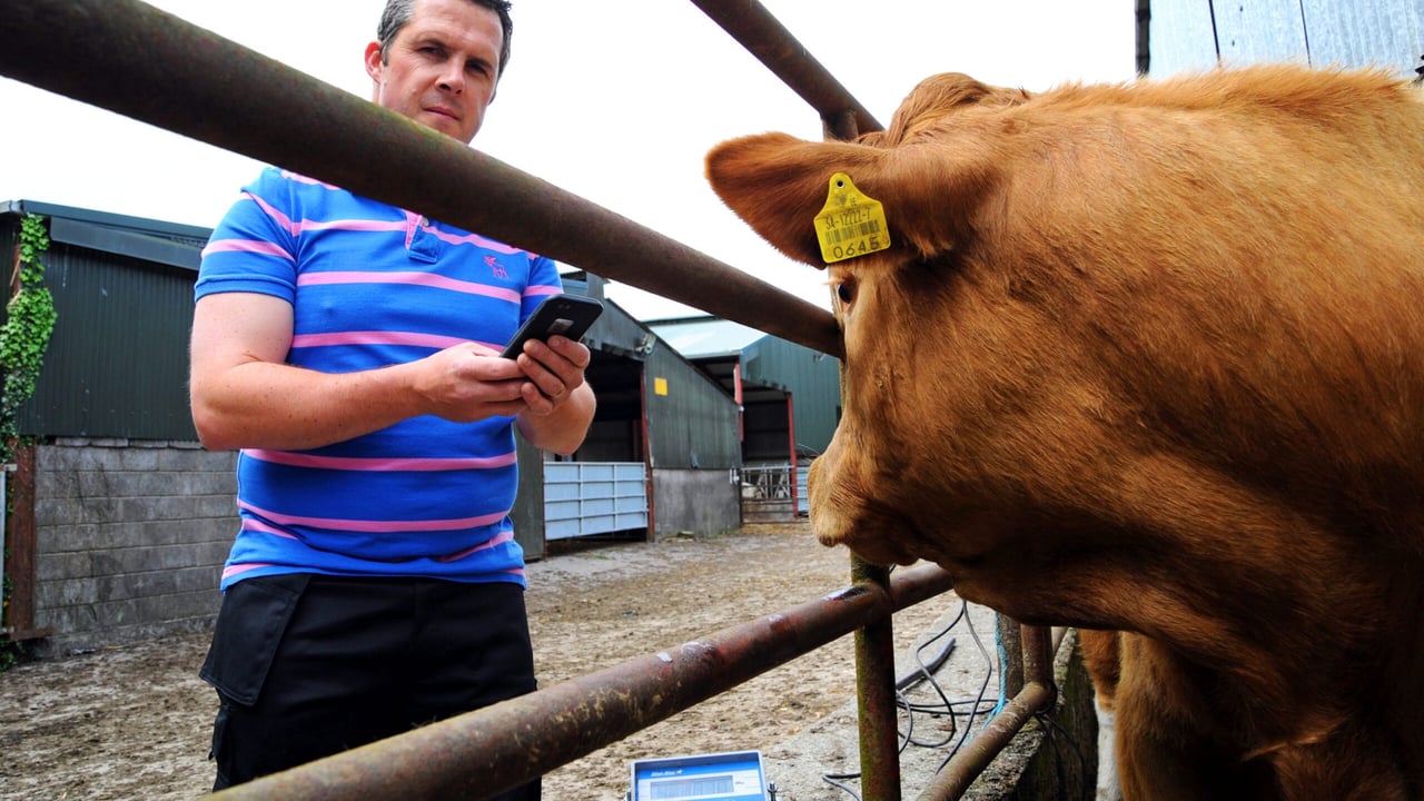 Brian Reidy from Ballylooby, near Cahir, Co. Tipperary is another farmer who records his cattle's weight