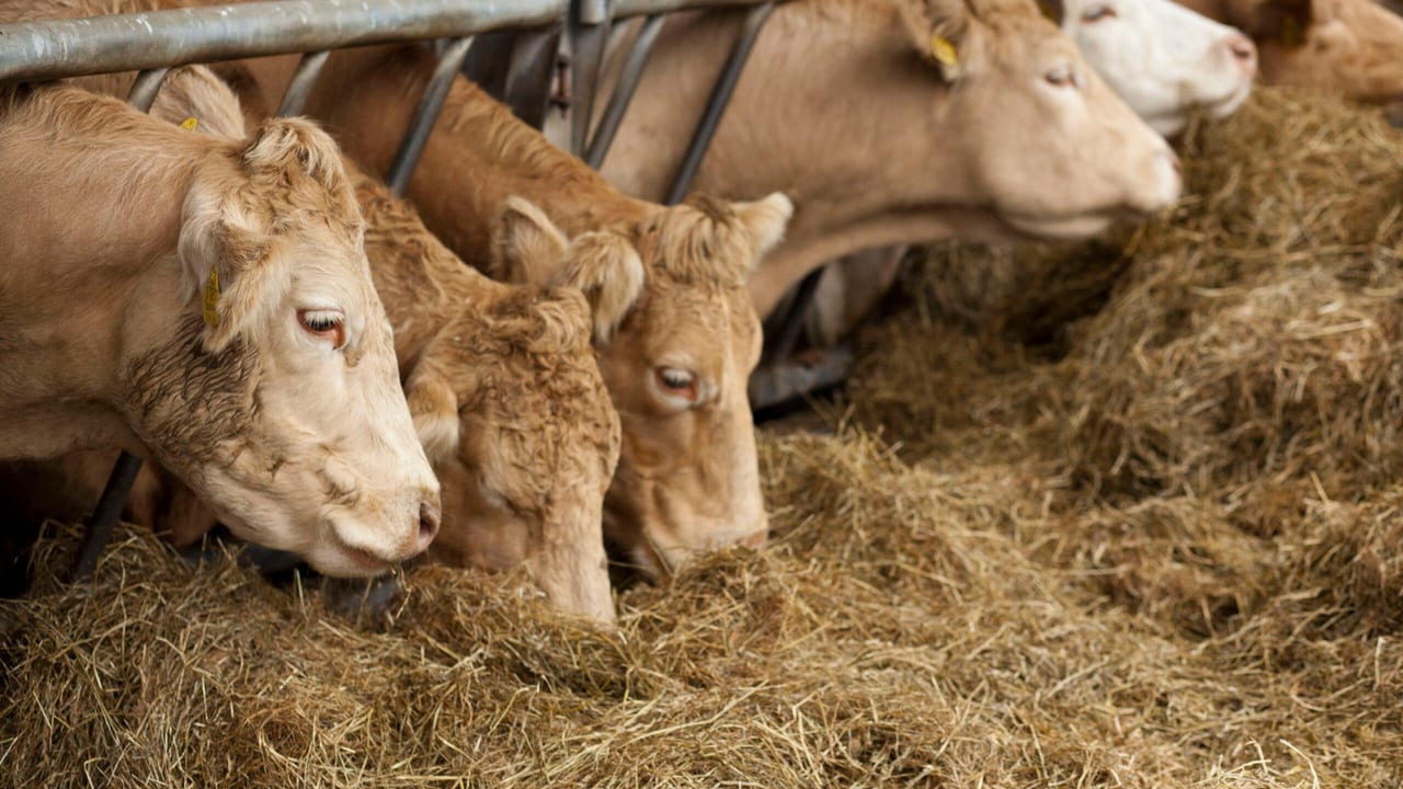 This is the golden age of farming in Ireland