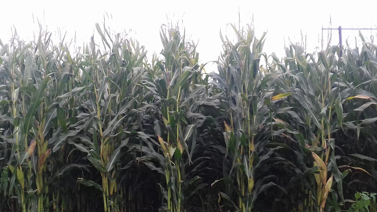 Is your maize ready to be harvested?