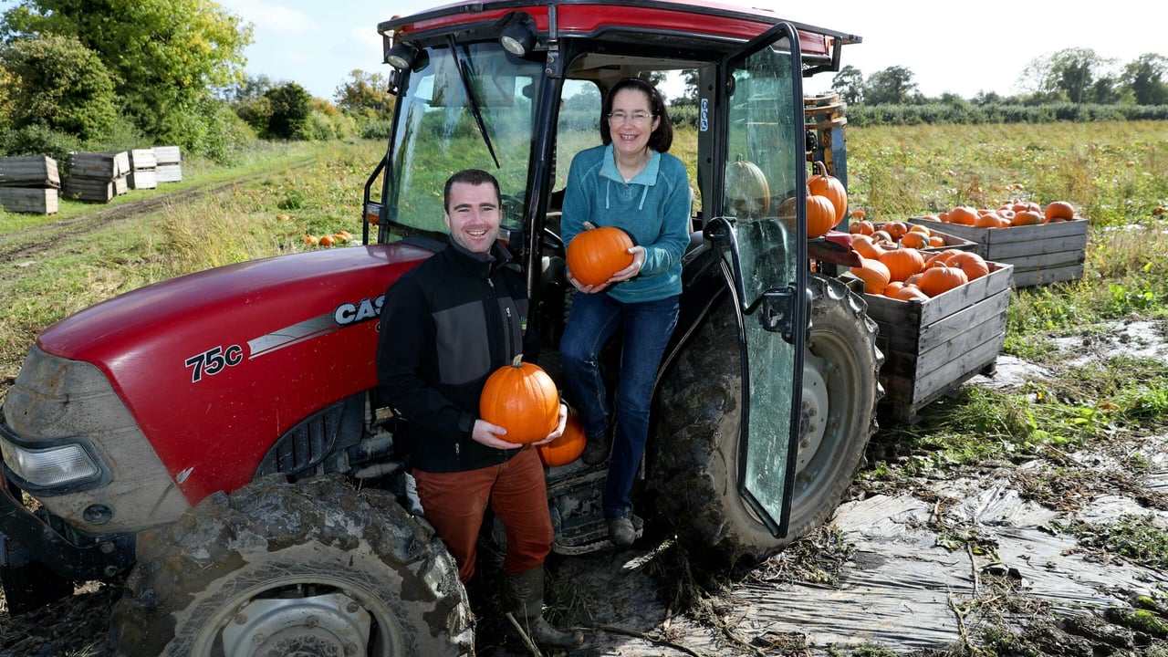 5 things anyone contemplating growing pumpkins needs to know