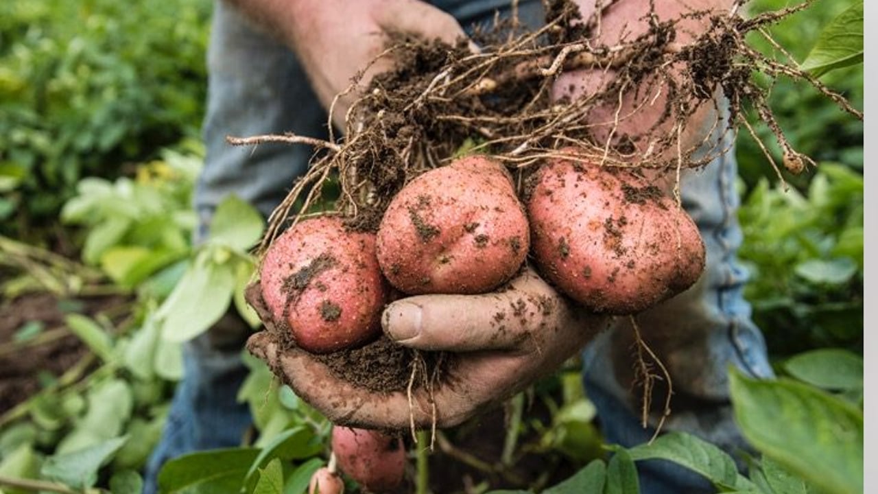 Potato growers get less than 20% of the retail price - Healy