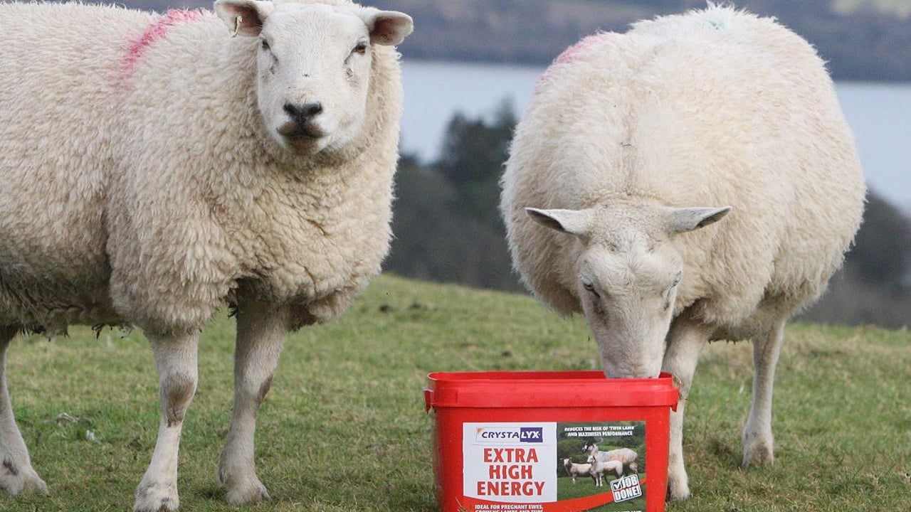 Don't ignore the mid-pregnancy nutrition of your ewes