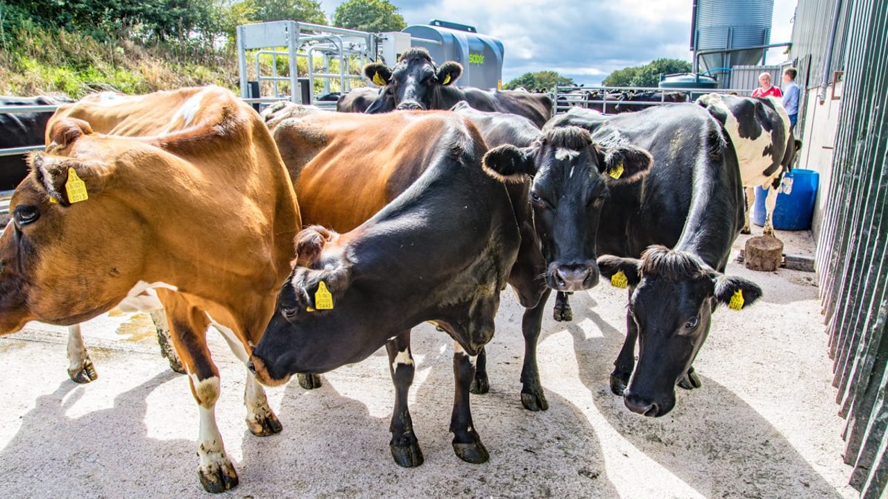 Tackling the labour challenge with automation on a 400-cow dairy farm