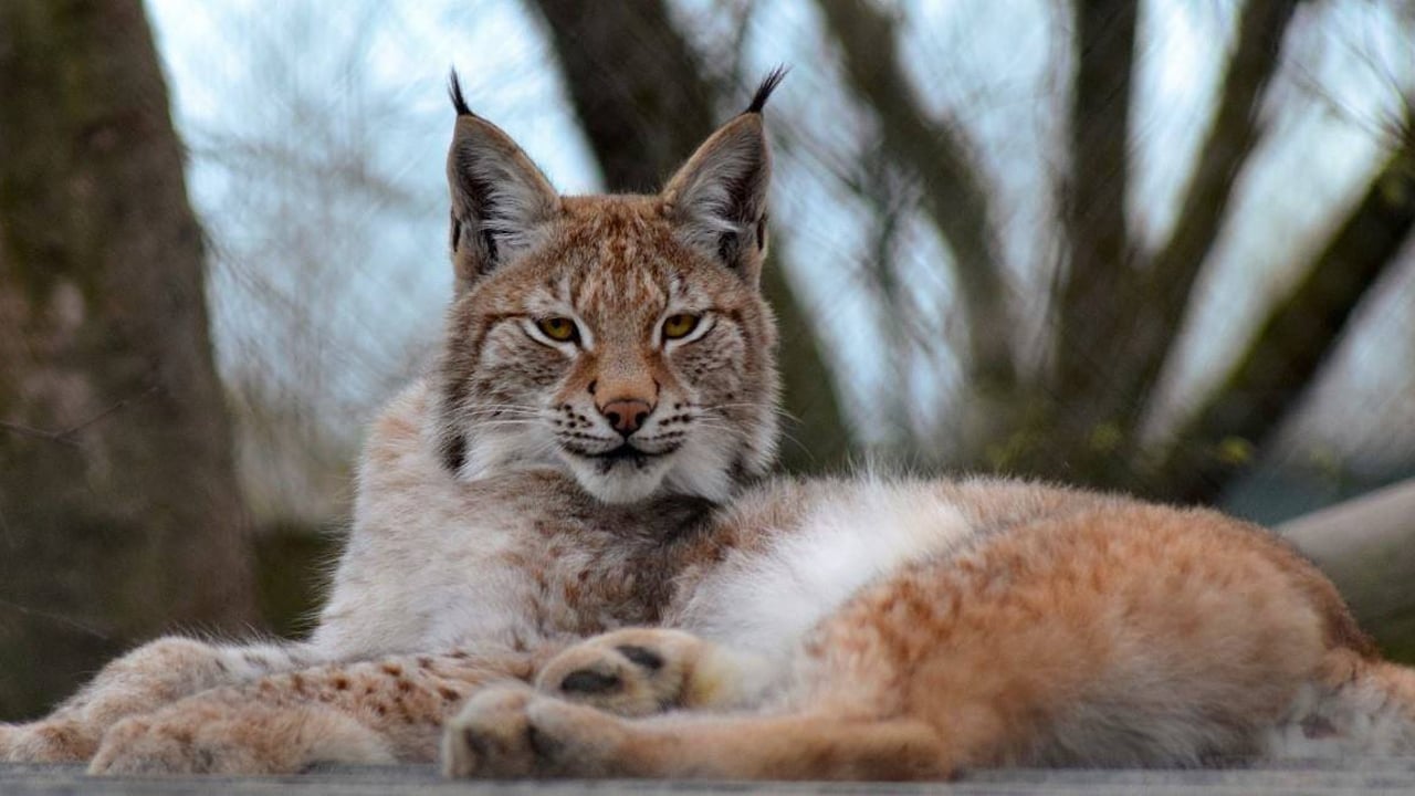 Escaped wild cat accused of killing 7 sheep shot dead by marksman