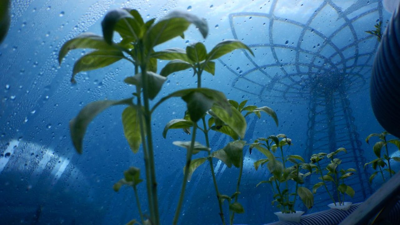 Image source: Nemo's Garden