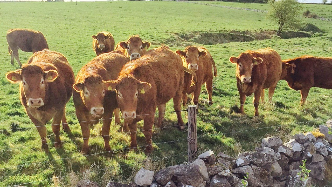 Ensuring suckler heifers calve down at 24 months starts now
