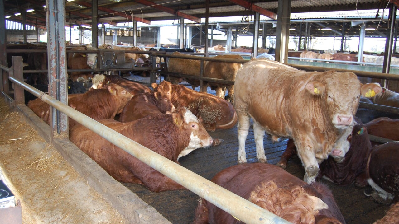 Finishing cattle: How to assess if an animal is fit for slaughter
