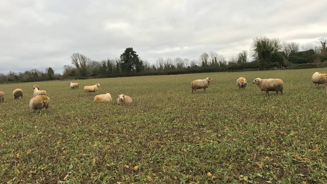 Forage focus: Getting a head start with 'Redstart'