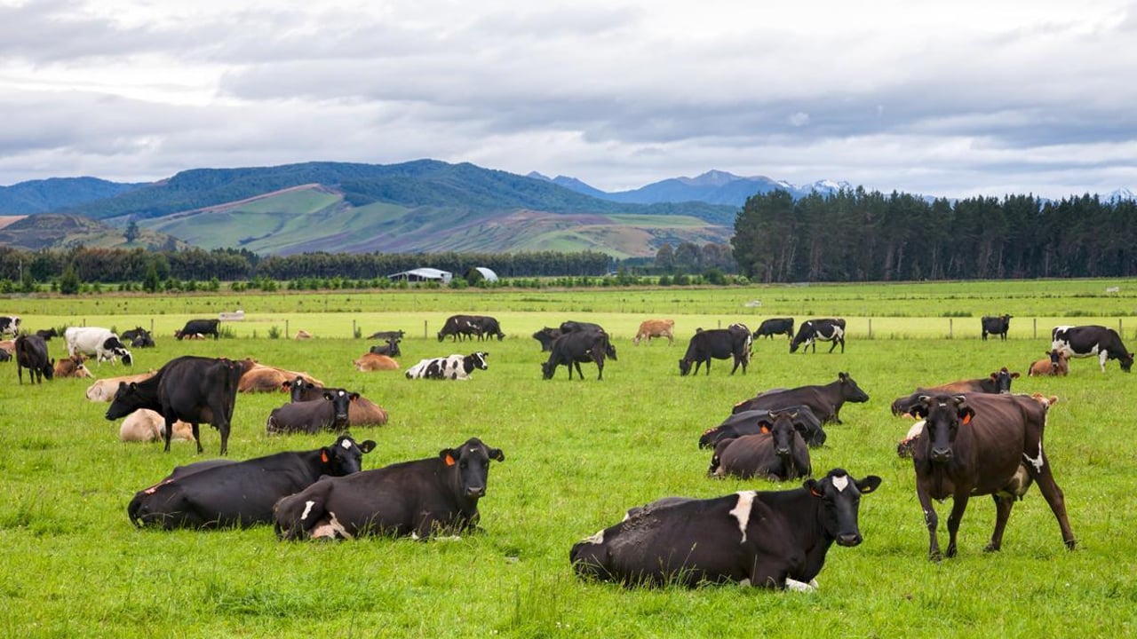 Want to see what New Zealand farming has to offer?