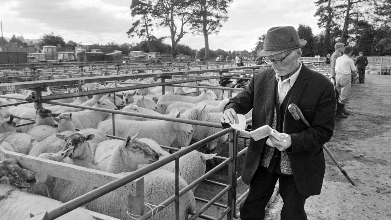 Aughrim sheep breeders revive show memories with book launch