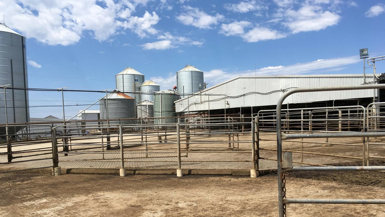Mega farming: Meet the southern Australia family managing 2,300 cattle