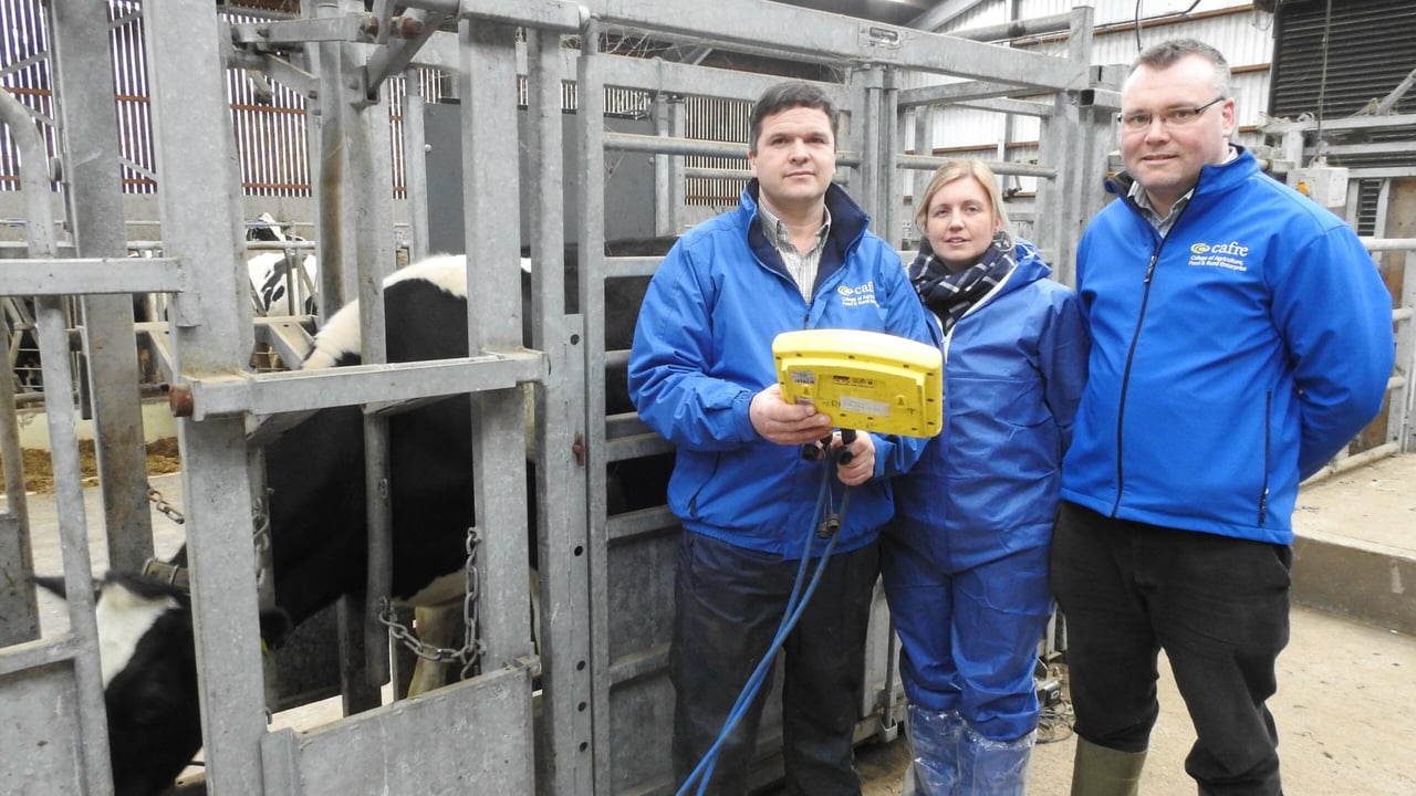 The dairy team at CAFRE uses heifer weighing as part of its heifer management strategy