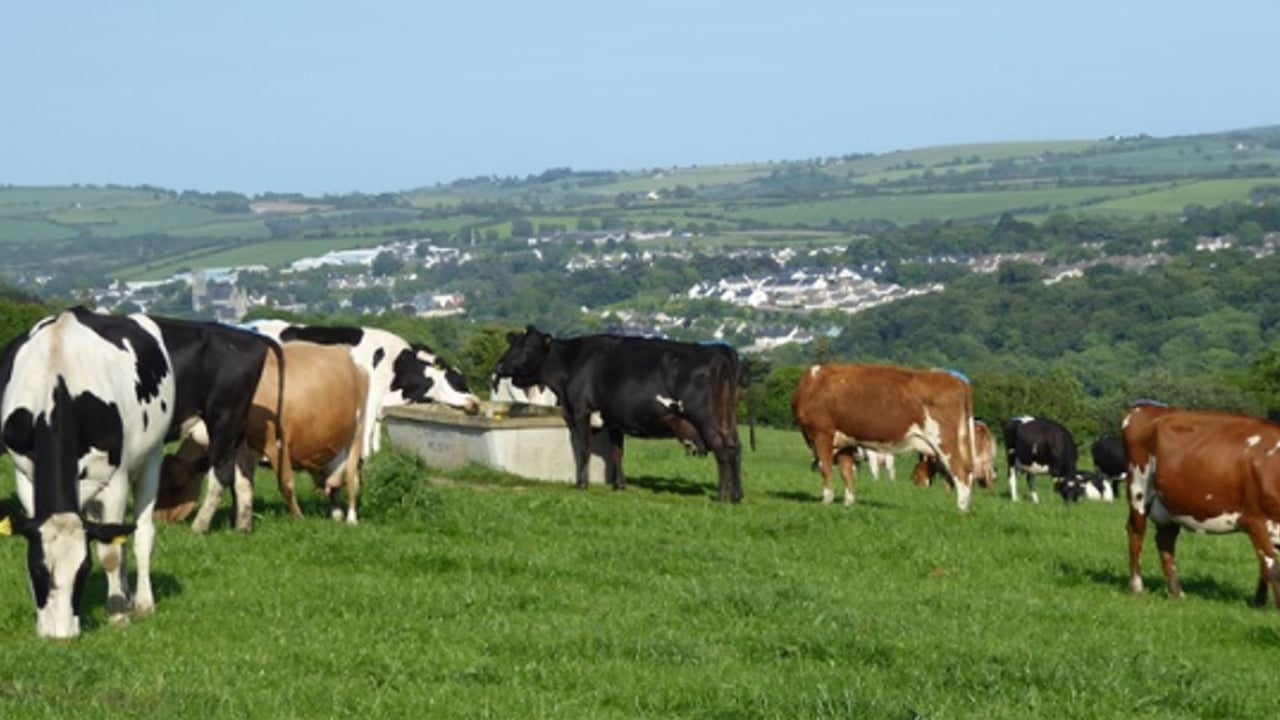 Entering the labour 'red zone' on a Co. Cork beef-to-dairy conversion