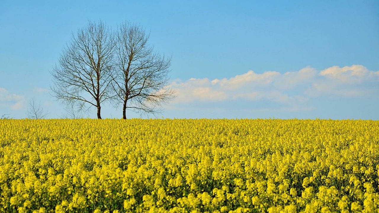Four genetically modified crops authorised for use in animal feed