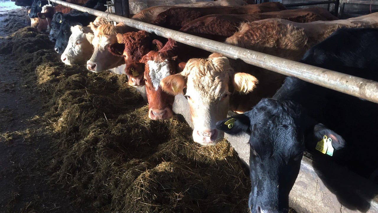 How important is the nutrition of suckler cows in late pregnancy?