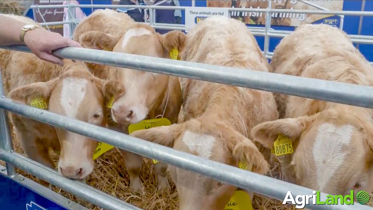 Clare quad calf owners take tag petition to Brussels
