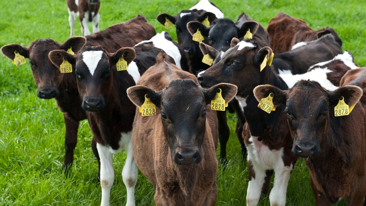 Calves on grass. Photo O'Gorman Photography.