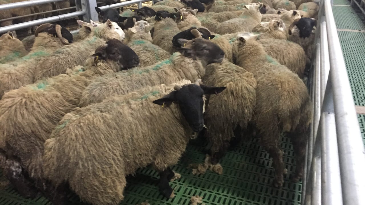 Pics: Putting the Clean Livestock Policy for sheep under the spotlight