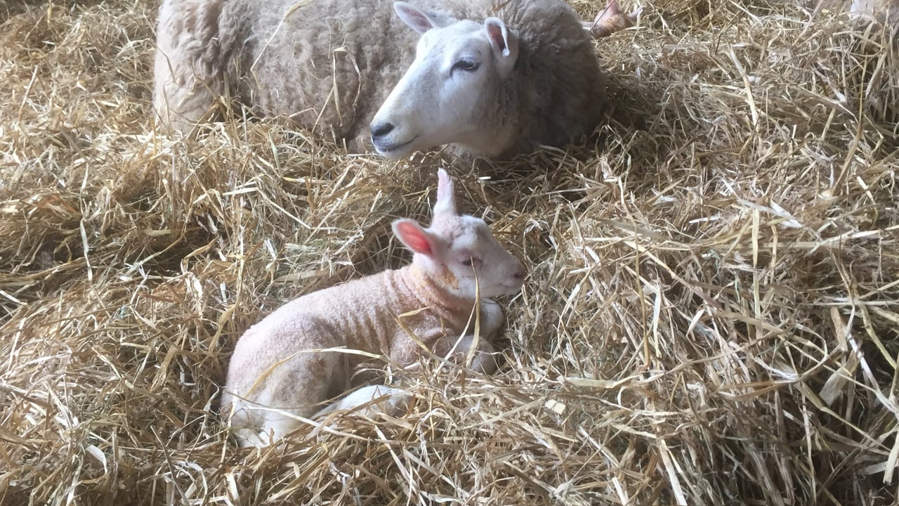 Optimise your lambing routine to reduce mortality