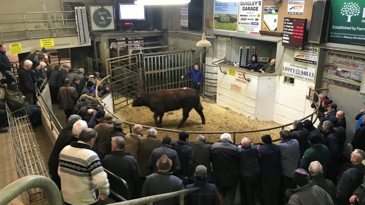 Ballinasloe Mart: Pics and prices from heifer and bullock sale