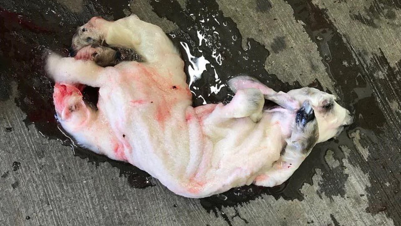 Schmallenberg virus: Northern farmers urged to be on the watch for symptoms