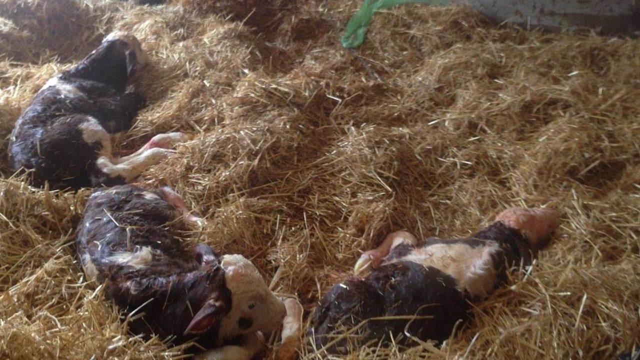Triplet calves and 'massive' lamb delivered in the west