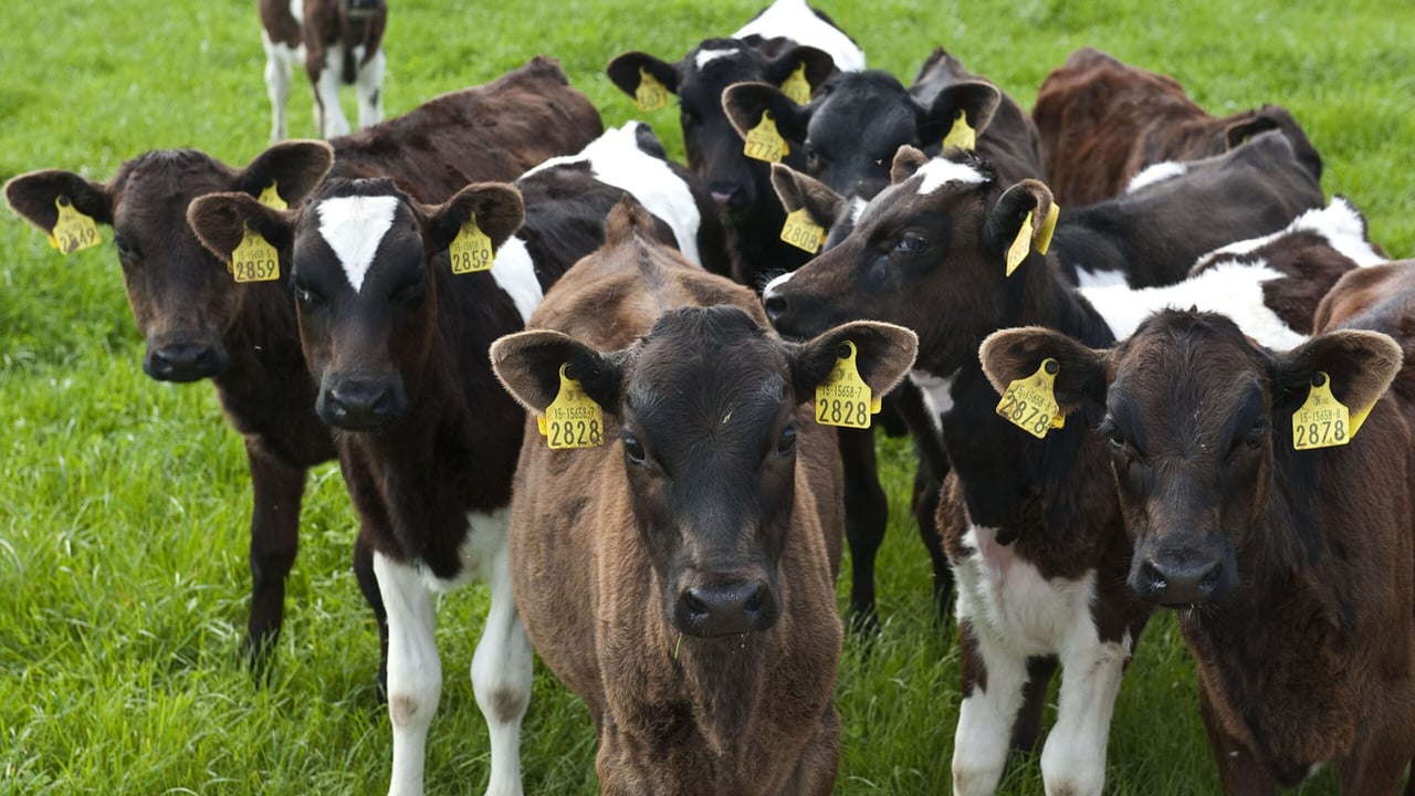 New DairyBeef 500 spring series on calf rearing