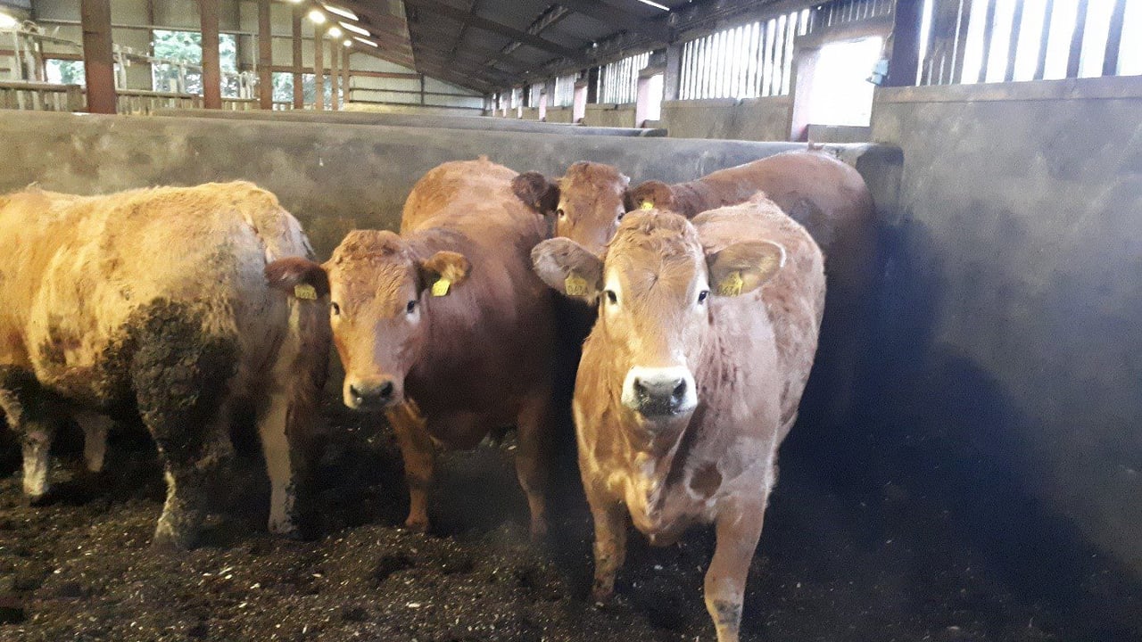 Finishing heifers at 15 months at Tully