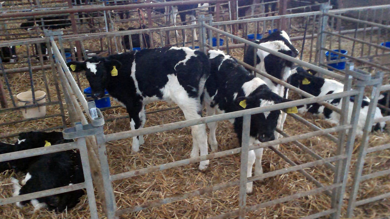 Feed routine for consistent calf performance on Antrim dairy farm