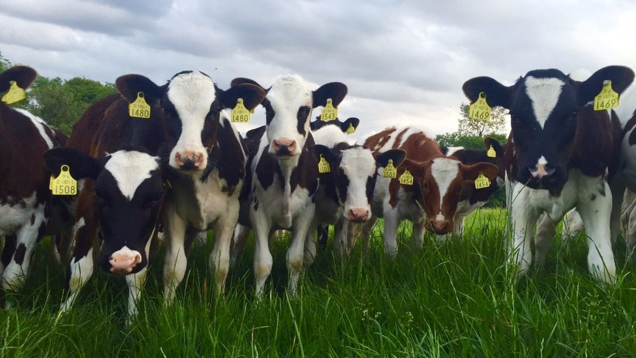 Monitoring heifer calf targets as young stock let out to grass