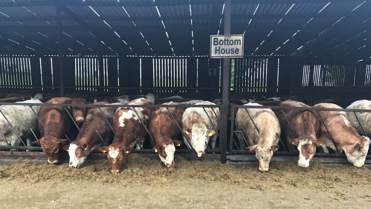 Beef focus: Close to 800 cattle on show at Jalex herd open day
