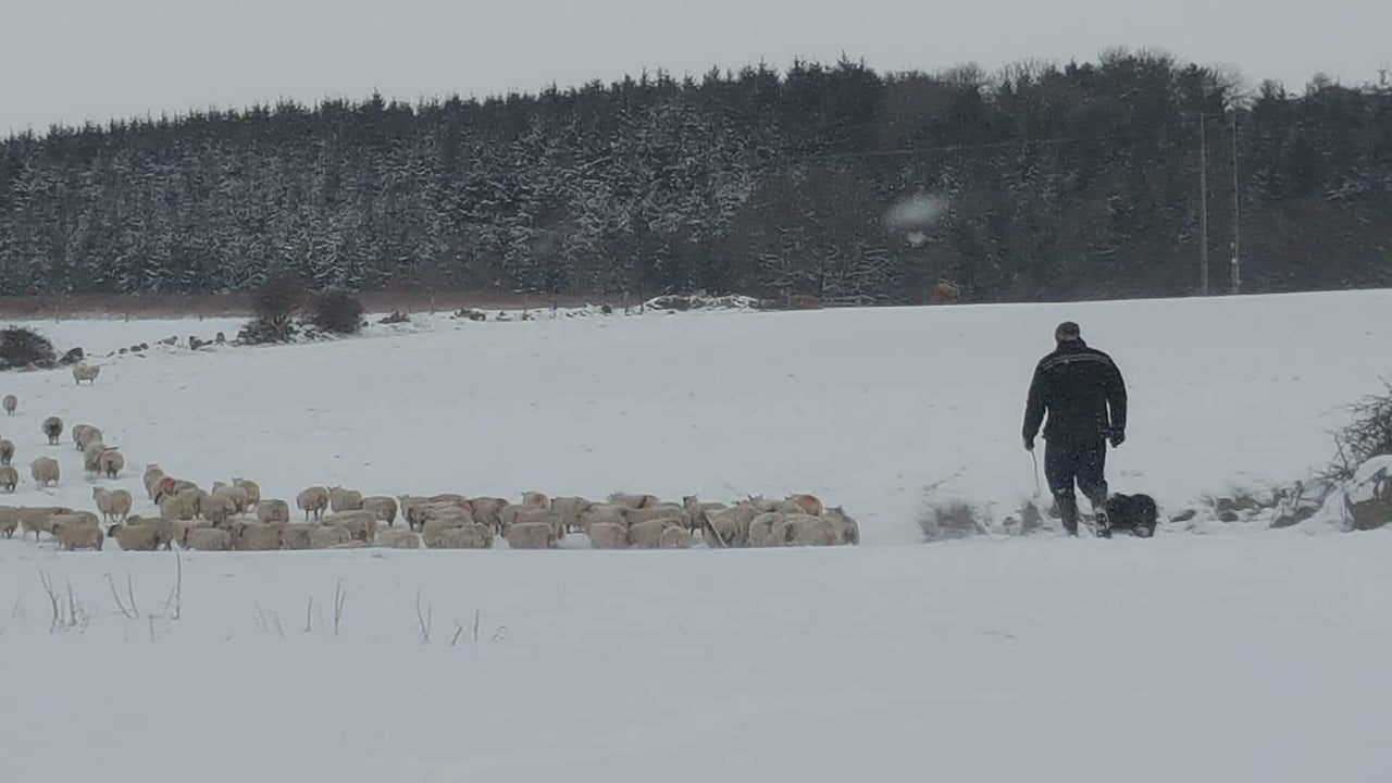 A farmer and his dog Jed bringing home the ewes. Image source: Aine Byrne