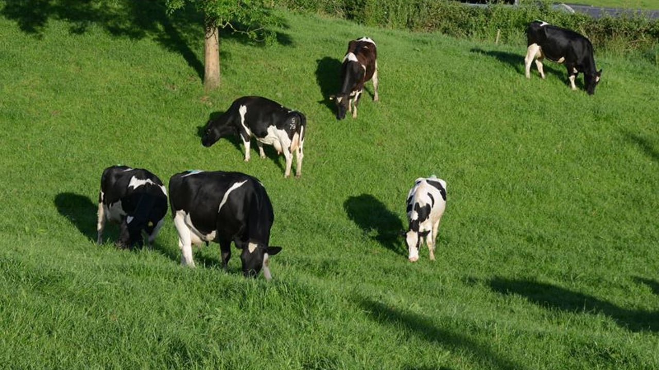 Image source: Teagasc