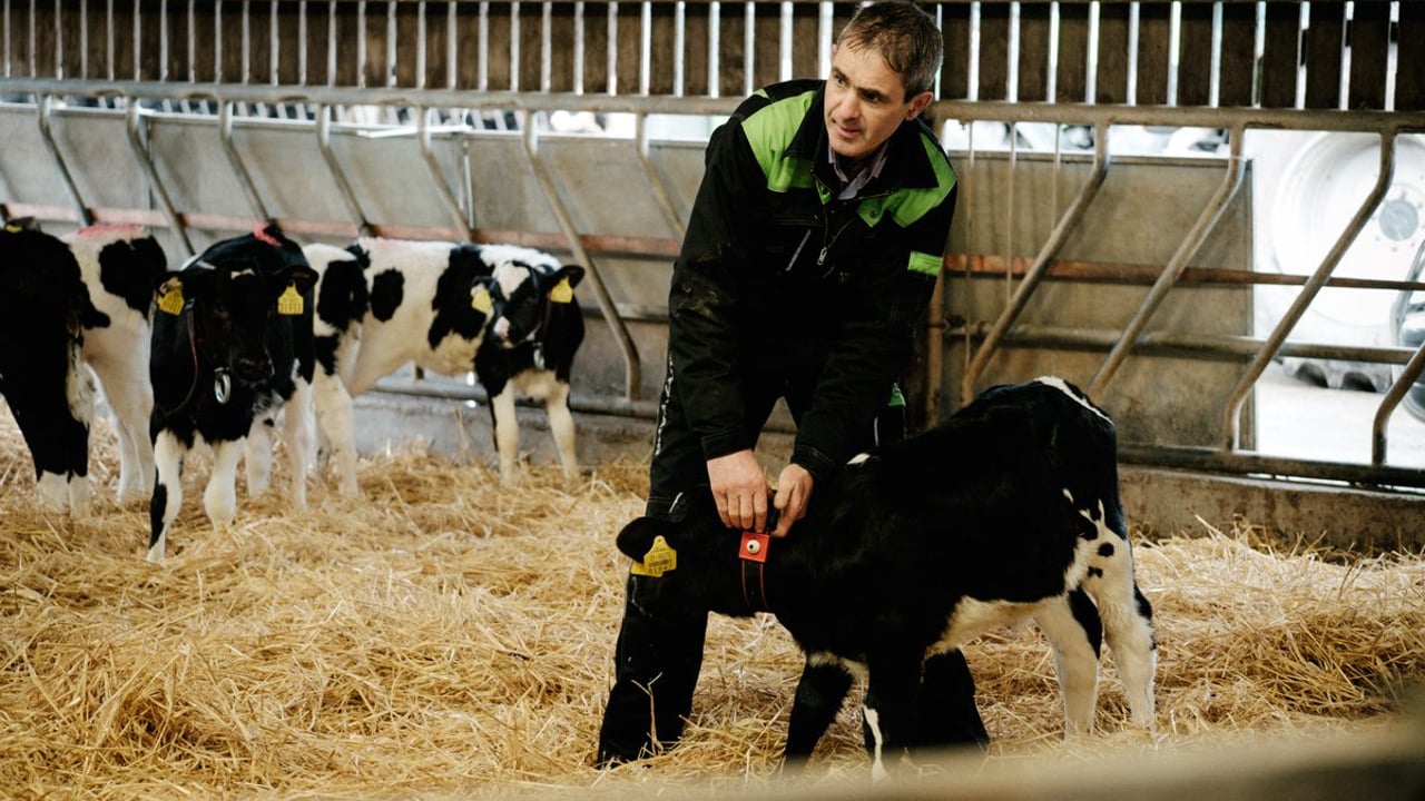 How to make robotic milking work for you