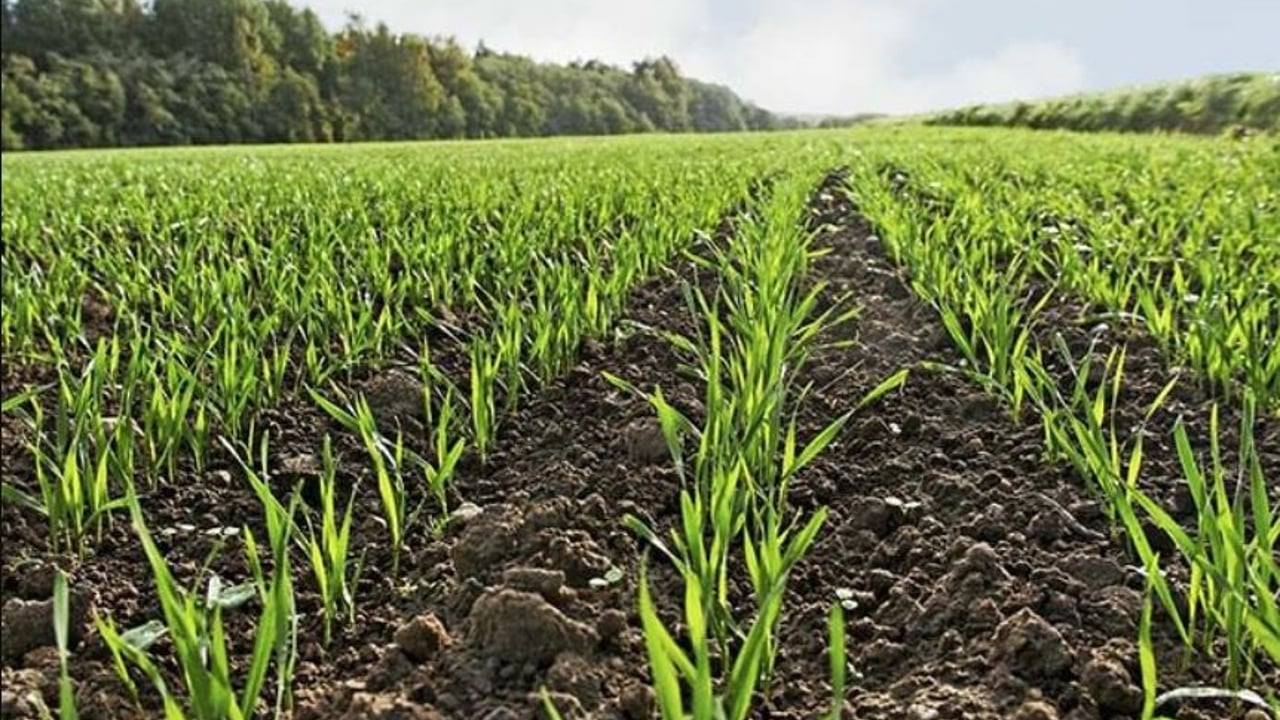 Growers should check for slug damage in newly sown winter cereal crops now!