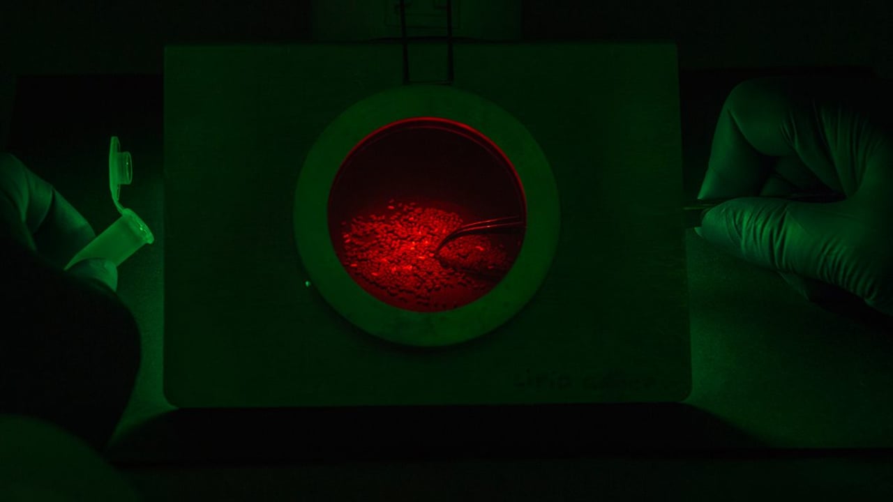 Fluorescent protein marker identifies GM seeds containing omega-3 fish oils