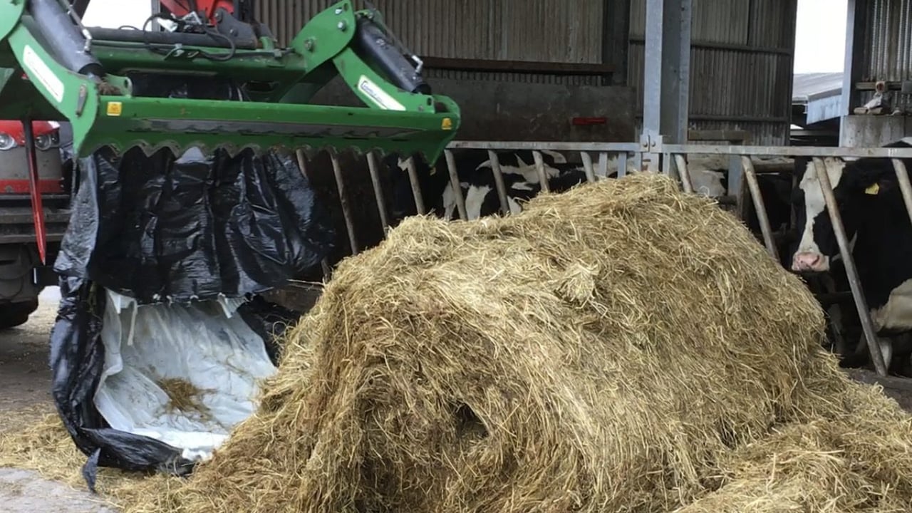 Freshly opened, mould-free Film&Film baled silage