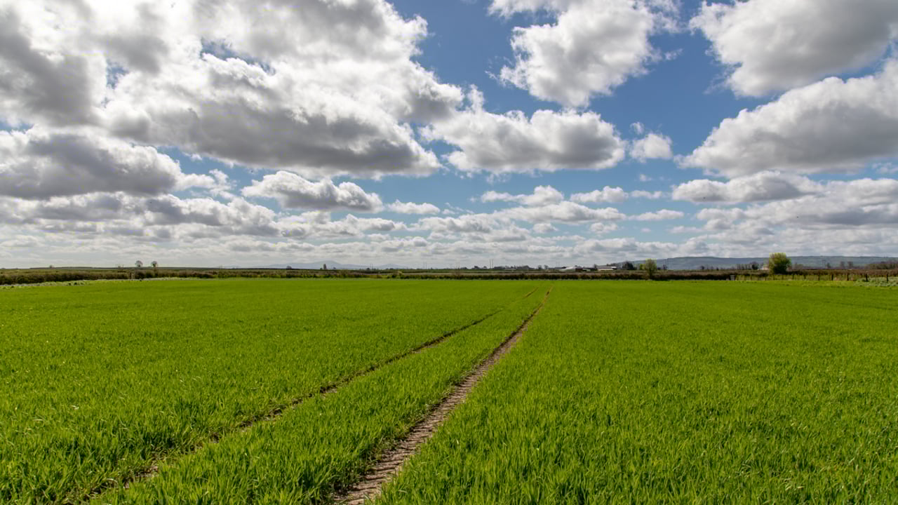 Loss of chlorothalonil: 'A severe blow to tillage sector'
