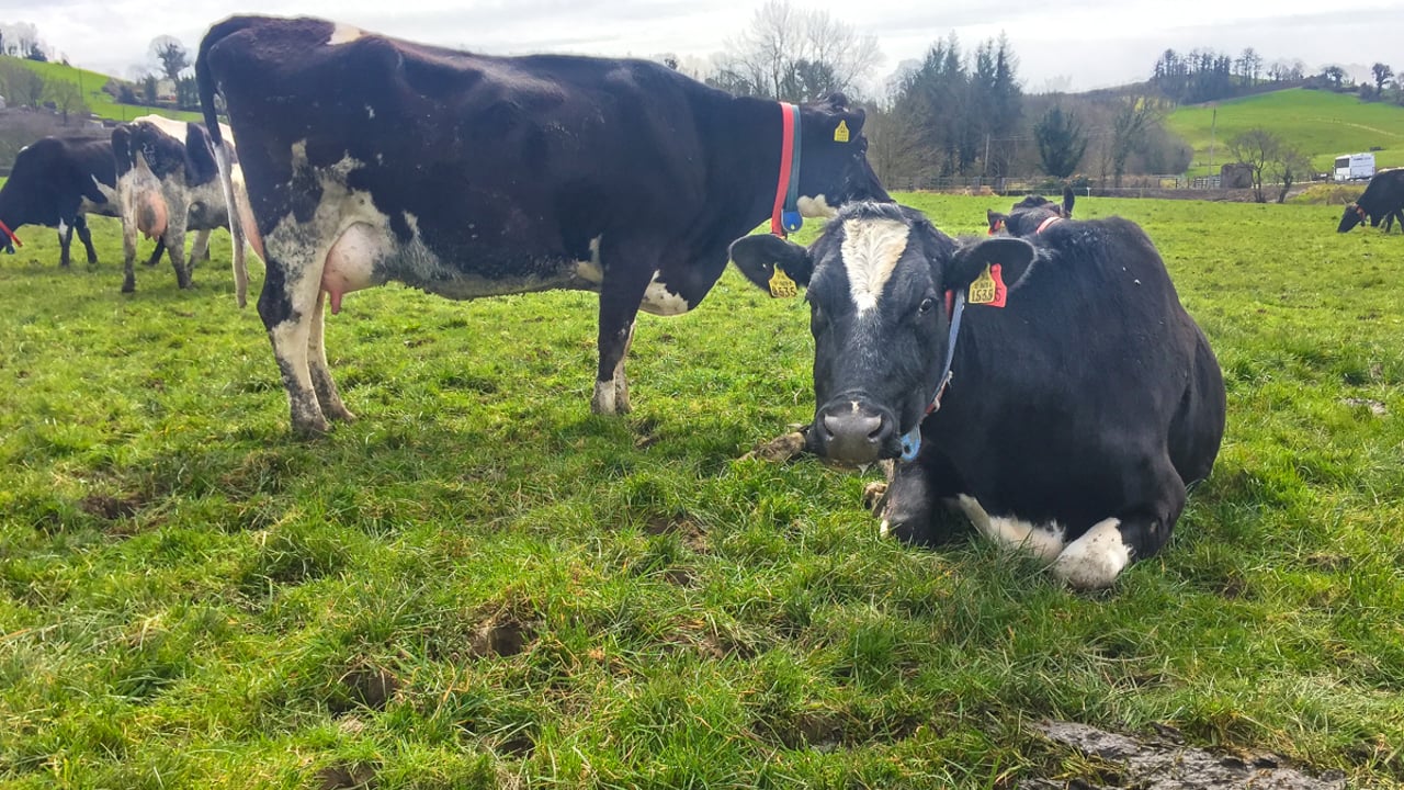 Dairy focus: What's been achieved in 14 years at Ballyhaise?