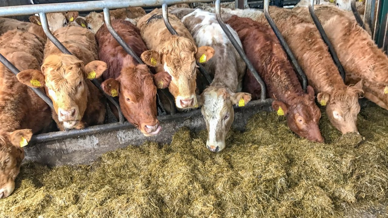 Can winter finishing deliver any margin for beef farmers in 2020?